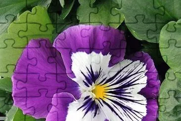 flores jigsaw puzzle