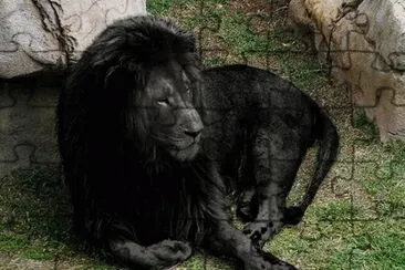 Leone nero
