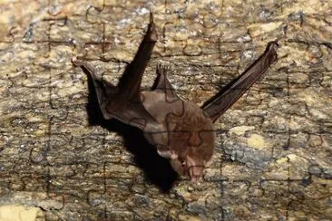 Pipistrello delle seychelles jigsaw puzzle