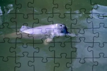 Baiji jigsaw puzzle