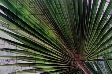 en el botanico valencia