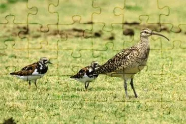 Kioea jigsaw puzzle