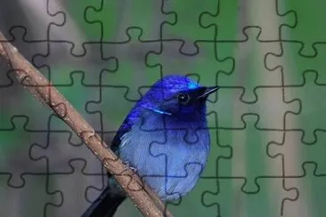 Miltava minore jigsaw puzzle