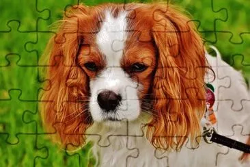 cÃ£o