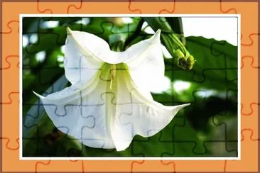 æ›¼é™€ç¾… (æœ‰æ¯’æ¤ç‰©) jigsaw puzzle