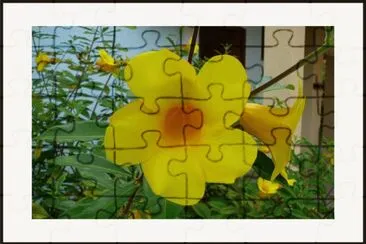 è»Ÿæžé»ƒèŸ¬ (æœ‰æ¯’æ¤ç‰©) jigsaw puzzle