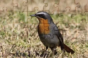 פאזל של Cossifa
