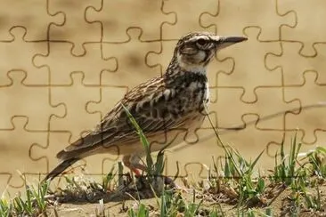 פאזל של Allodola codacorta