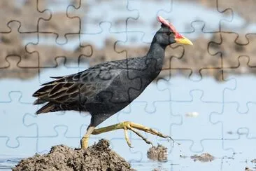 פאזל של Gallorallo acquaiolo