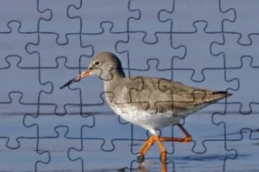 פאזל של Tringa totano