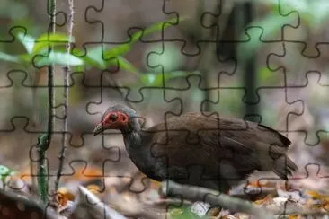 פאזל של Megapodio delle filippine