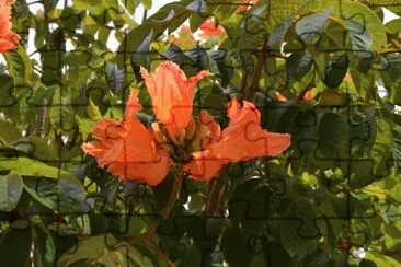 tulpenbaum