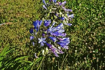 Blueflower