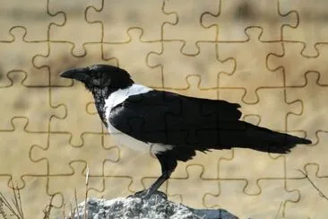 פאזל של Corvo bianco e nero