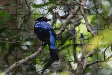 Irena asiatica jigsaw puzzle