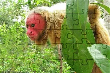 natural jigsaw puzzle