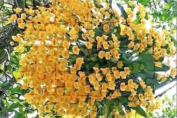 flores