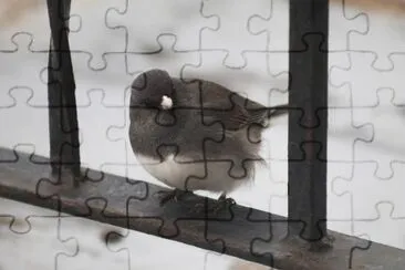 Junco occhiscuri