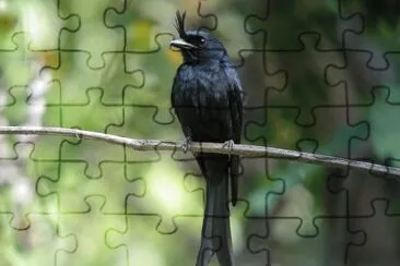 Drongo crestato jigsaw puzzle