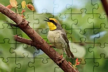 Eremomela jigsaw puzzle