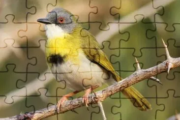 Apalis pettogiallo jigsaw puzzle