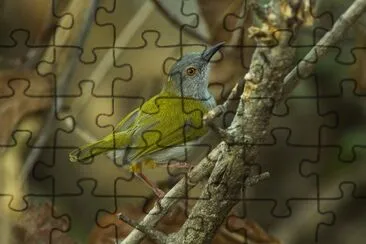 Camarottera jigsaw puzzle