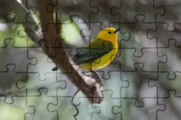 Parula protonotoria jigsaw puzzle