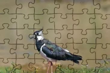 Bibic jigsaw puzzle