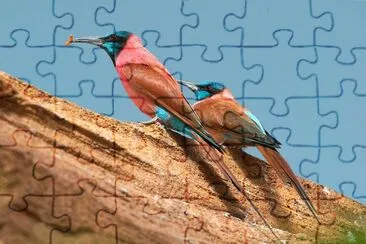 Gruccione carminio settentrionale jigsaw puzzle