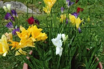 freesias jigsaw puzzle