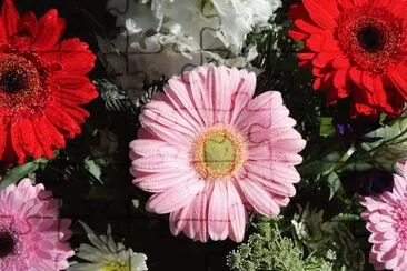 gerberas
