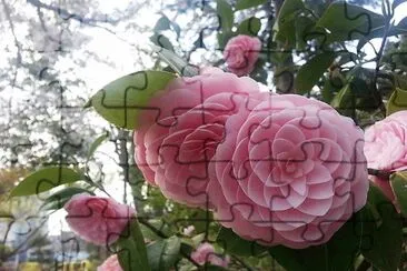 flores