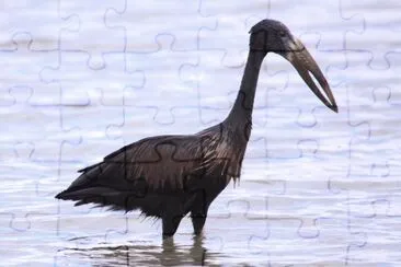 פאזל של Openbill africano