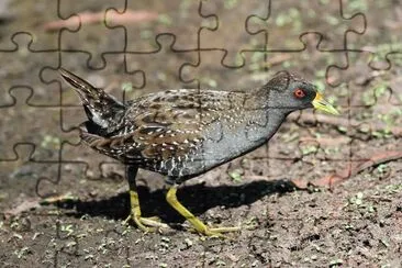 פאזל של Porzana