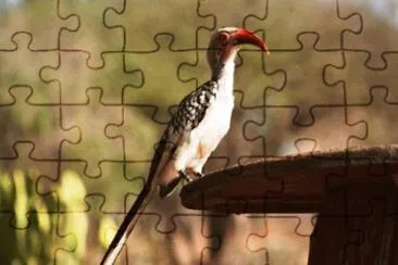 פאזל של Bucero beccorosso