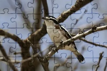 Brubru jigsaw puzzle