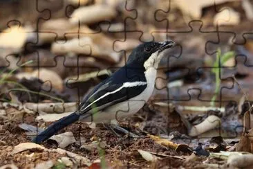 Bubu jigsaw puzzle
