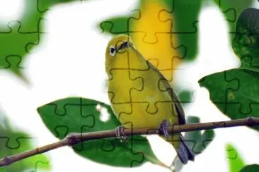 Occhialino giallo jigsaw puzzle
