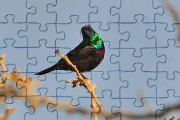 Nettarina splendente jigsaw puzzle