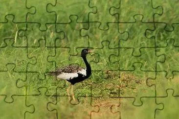 Florican del bengala jigsaw puzzle