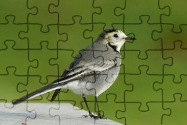Bergeronnette jigsaw puzzle