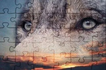 wolf jigsaw puzzle