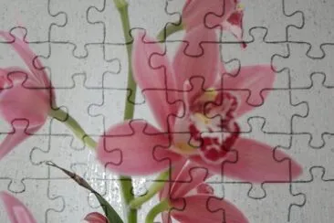 orchidÃ©e