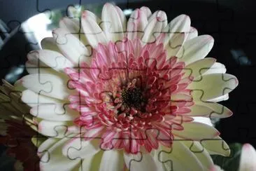 gerbera