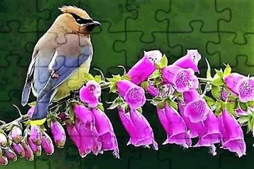 flores