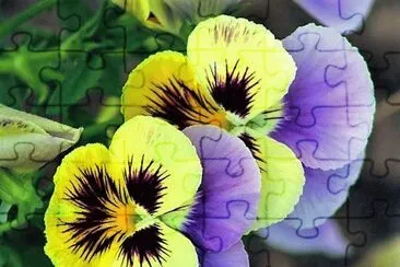 flores