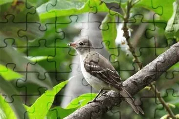 פאזל של natural