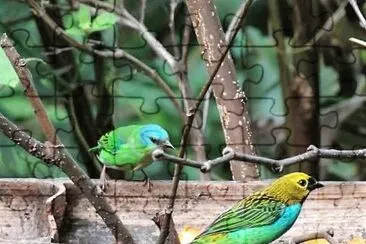 פאזל של natural