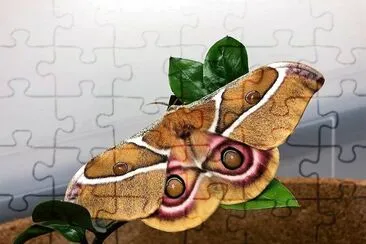 פאזל של natural