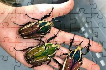 natural jigsaw puzzle